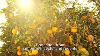 IV Organic 3IN1 Plant Guard  Protection From Sunburn amp Insects amp Rodents [upl. by Suirtemed423]