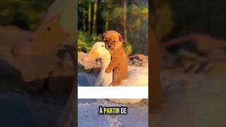 Le chiot et sa maman cane 🦢 animals cuteanimals canards [upl. by Turrell]