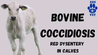 Bovine Coccidiosis SimplifiedParasitology [upl. by Raimundo]