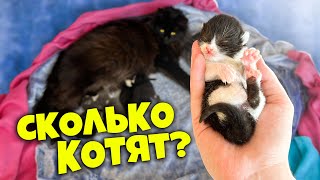 Беременная кошка рожает Сколько котят родилось  SANI vlog [upl. by Dulce434]