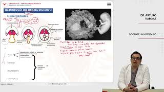 Embriología Desarrollo del sistema digestivo Embriología del sistema digestivo [upl. by Anne449]