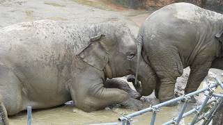 Asian elephant sisters quotSakulaquot quotUlalaquot 20241102／Higashiyama Zoo and Botanical Garden／4K [upl. by Ludba]