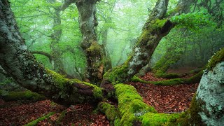 PARC NATUREL REGIONAL DU PILAT [upl. by Rep]