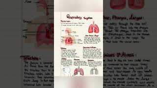 Respiratory system physiology and anatomy [upl. by Leiram558]