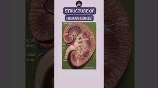 kidneyKidney Anatomykidney AnatomyPhysiologyeducationnursingshortsanatomytrendingviralvideo [upl. by Diehl]