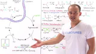 Urea cycle [upl. by Wiencke]