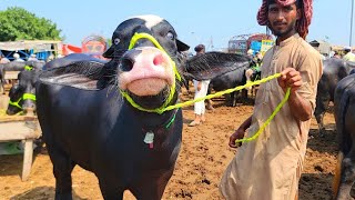 Top Nasal Top Quality Jhotian  OUTCLASS Buffaloes Farming in Punjab Pakistan  Lahore Cow Mandi [upl. by Welby264]