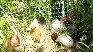 How to make simple Wild guinea pig trap  Wild guinea pig trap in Cambodia  Catch wild gu [upl. by Farlay426]