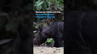 Critically endangered Sumatran rhino born at sanctuary Shorts [upl. by Statis]