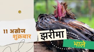 झरीमा लोक्कल भालेको झोलJharima Local Bhale Ko Jhol [upl. by Avah]