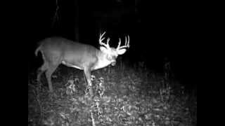 Golden Triangle Whitetails in Illinois [upl. by Siletotsira]