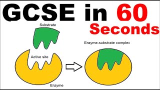 Enzymes  GCSE Revision in 60 Seconds [upl. by Ahserkal693]