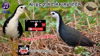 Cambodia Trap Sound Bird Waterhen  Free Download សម្លេងធ្នាក់ទាក់សត្វមាន់ទឹក [upl. by Jaimie851]