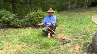 Renovating Your Fescue Lawn Tips [upl. by Aleiram]