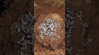 Casting a MASSIVE Ant Colony with Aluminum Anthill Art Cast 077 shorts [upl. by Eeliab]