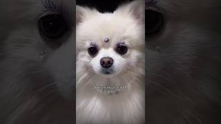 CREATE Your OWN Cute Dog Breed funny doglife dog doglover dogvideos pets cute cutedogs [upl. by Lachish]