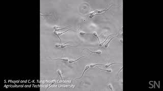 Watch groups of sperm swim differently than loners do  Science News [upl. by Banna]