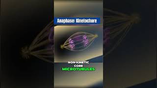 How kinetochores move chromatids in Anaphase [upl. by Nahgen]