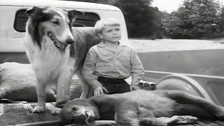 Lassie  The Archers  Full Episodes  Cartoons For Kids  Kids Movies [upl. by Steffane]