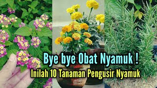 Bye Bye Obat Nyamuk  Inilah 10 Tanaman Hias Pengusir Nyamuk Secara Alami [upl. by Dyna]