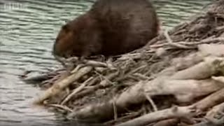 How Do Beavers Build A Dam  BBC [upl. by Salokin]