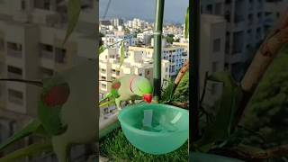 Beautiful ring neck parrot birds zikibirdinfo parrot foryou youtubeshorts trendingshorts [upl. by Aliuqet426]