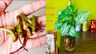 How to grow syngonium plant in water ll propagation and care [upl. by Llenet682]