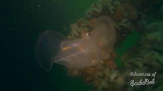 Sea Butterfly on the Oil Rig Eureka 03012009 [upl. by Amolap]