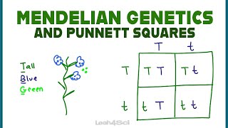 Punnett Squares and Mendelian Genetics Part 1 [upl. by Ttocs]