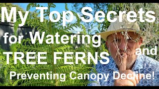 How to Water Tree Ferns Dicksonia antarctica The Right Way [upl. by Reggy]