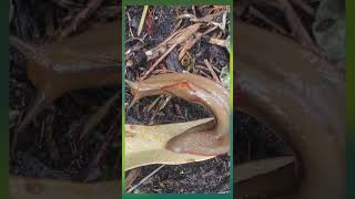 Watch the Red Triangle Slug do a backflip  Darug Country naturedocumentary slugs backflip [upl. by Whang]