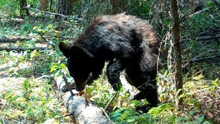 Black Bear Tears Log Apart For Insects amp More July August 2024 [upl. by Yoshio]