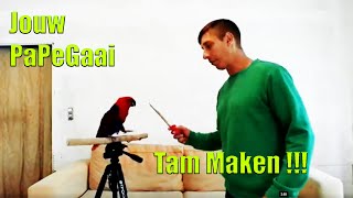 Hoe maak ik mijn vogel papegaai tam [upl. by Terris]