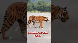 Aaj dharti fat ga😱tiger funny souravjoshivlogs viralvideo trending piyushjoshigaming [upl. by Doniv183]