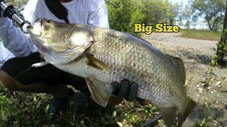 Casting Barramundi using Storm Flutterstick Madflash 07  Mancing Kakap Putih [upl. by Oirasan]