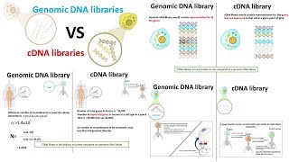 cDNA library vs Genomic DNA library [upl. by Gayner453]