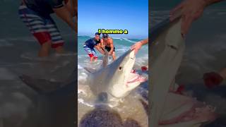 CETTE HOMME À SAUVÉ LA VIE DUN REQUIN ÉCHOUÉ SUR LA PLAGE ❤️ shorts short [upl. by Ahsemrak430]