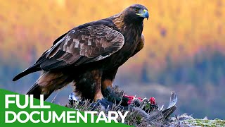 The Golden Eagle  Master of the Sky  Free Documentary Nature [upl. by Gian174]