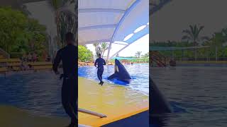 Dance with dolphin dolphins animals dolphin swimming dolphinlove funny [upl. by Emelita]