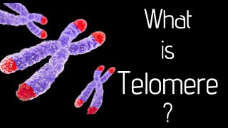 What is telomere [upl. by Bale]