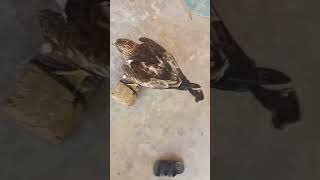 fresh trap booted eagle [upl. by Jorgan]