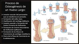 Histogénesis del Hueso Video Nutrición 2020 [upl. by Roberta323]