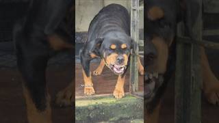 Angry Rottweiler growling sound rottweiler angrypuppy funnyanimals funny angrypets funnypets [upl. by Zantos]