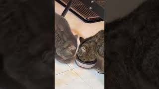 Cats are polite gentleman funny pets funnycats cute [upl. by Ecirted]