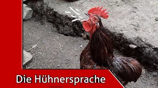 Die Hühnersprache einfach erklärt [upl. by Rednaskela]