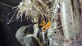 Sunbird Chicks  Amazing 12 Days Journey From Nest To Sky 🎧 [upl. by Enirehtahc]