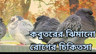 কবুতরের ঝিমানো রোগ ভাল করুন মাত্র ৫ টাকার ঔষুদে।Pegion Diseases treatment KOBUTOR PALON TIPS [upl. by Assiran]