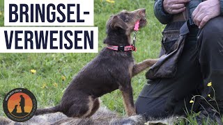 Aufbau im Bringselverweisen  Hundeschule UB [upl. by Birkett196]