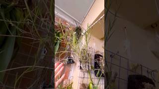 How to Care Dendrobium exileMy Easiest Orchid [upl. by Cordier886]