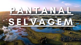 Pantanal Selvagem  Vida Animal  Documentário dublado HD [upl. by Nosylla237]